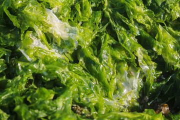 Green seaweed ulva lactuca algae visible on the beach surface at low tide. © Rizky Rahmat Hidayat