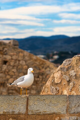 Eine weiße Möve sitzt auf einer alten Steinmauer in Südeuropa.