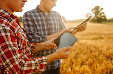 Agronomists in a golden wheat field with a digital tablet, studying the harvest. Two farmers check...