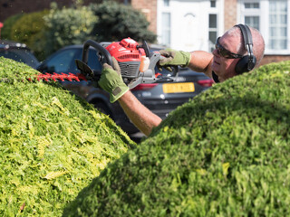 A gardener using a hedge trimmer to trim a bush.Pieces of shrub in air as it is cut.He wears safety...