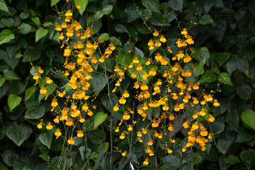 Yellow flowers in botanical garden
