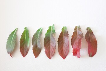 Collection of multicolored fallen autumn leaves on white background.