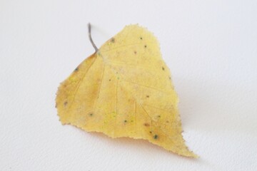Naklejka premium Collection of multicolored fallen autumn leaves on white background.