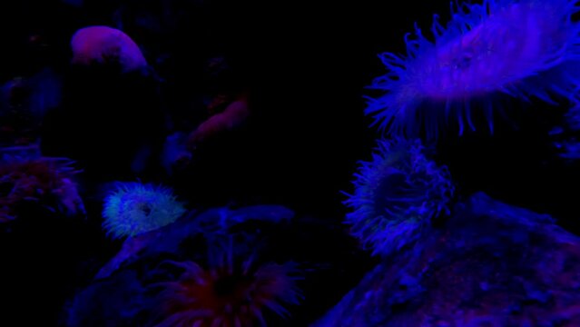 Coral reef in the ocean