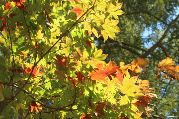 Colorful autumn with trees and multicolored orange, red and yellow leaves in Nagano Prefecture japan.