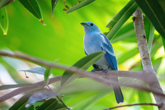 A blue-gray tanager, Thraupis episcopus, perched on a branch with a lush foliage background. A social and noisy bird endemic to tropical and subtropical regions of Central and South America. .