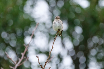 枝に止まった小鳥　野鳥