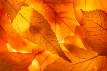 Naklejka na ściany i meble Bright background autumn season leaves close-up with backlight as a background, template or web banner for the design of the autumn theme