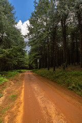 Fototapeta na wymiar Dirt road in a pine plantation
