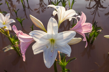White and pink lilies in the water at Sandhof