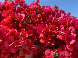Bougainvillea Cluster. N° 1 (Patmian Vacation Series)