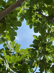 Through Fig Foliage. N&deg;1 (Patmian Vacation Series)