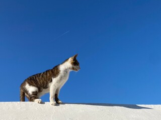 Feline Profile (Patmian Vacation Series)