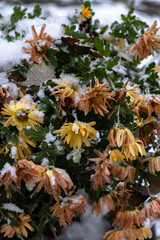 autumn flowers in the snow