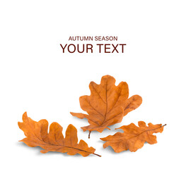 Autumn oak leaves fallen on a white background with shadow. Autumn season concept for page, template, banner or autumn background. A path for isolation