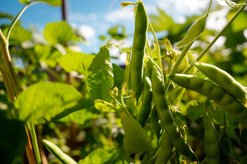 Bushes of healthy green beans on a crop bed. Fresh green beans hanging on a plant in kitchen garden. Generative AI