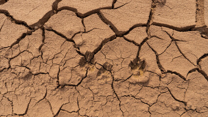 The wolf's tracks were frozen in orange mud, clay. The earth is cracked from drought, sun and wind. Several tracks of walking predators one after another. Steppes of Kazakhstan