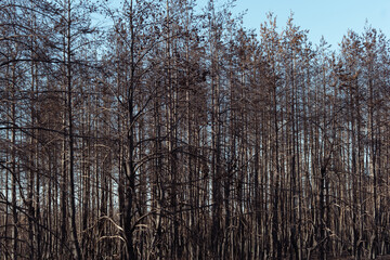 Dry lifeless trees after a fire. The dead forest. Black trunks and branches of trees. Environmental disaster. Environmental problem