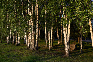 birch trees illuminated by the light of the setting sun