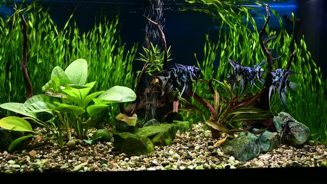 Freshwater aquarium with snags, green stones, tropical fish and water plants. Blue marbled angelfish.