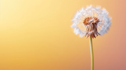 Close-up of a dandelion clock against a yellow orange gradient background with ample negative space for copy.