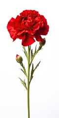 Obraz premium Red Carnation isolated on white background.