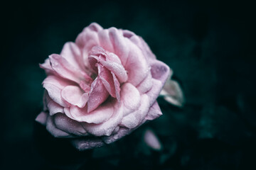 A close up of a pink rose in bloom after the rain
