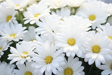 Fototapeta na wymiar White daisy flowers.