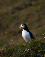 Puffins from Island