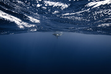 Humpback whale baby in the deep blue waters of Tonga. © Kertu