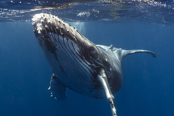 Humpback whale baby in the deep blue waters of Tonga. - 663409215