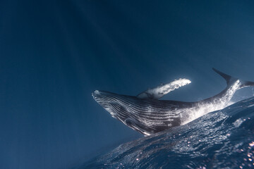 Humpback whale baby in the deep blue waters of Tonga. - obrazy, fototapety, plakaty