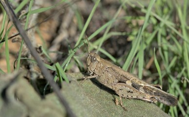 Aiolopus strepens (Broad Green-winged Grasshopper)  is a species of grasshopper belonging to the family Acrididae, subfamily Oedipodinae, Crete