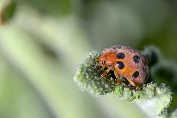 The melon ladybird beetle, Chnootriba elaterii (formerly Henosepilachna elaterii) is a phytophagous ladybird species found in southern Europe, Africa and western Asia.Photographed on Crete