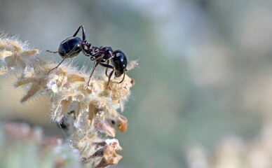 Messor is a myrmicine genus of ants with more than 100 species, all of which are harvester ants,...