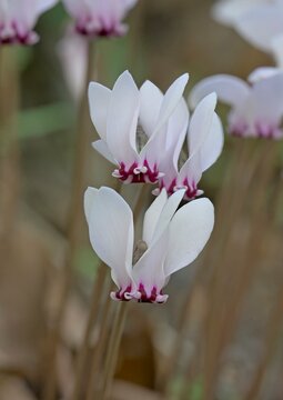 Cyclamen hederifolium, the ivy-leaved cyclamen or sowbread, in the family Primulaceae, Crete