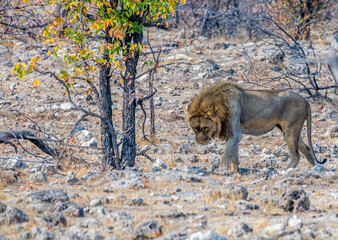 A view of a restless male lion that sees nearby elephants at a waterhole in the Etosha National Park in Namibia in the dry season