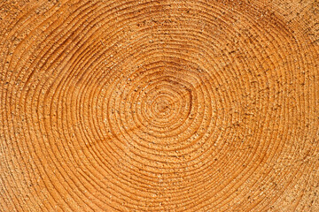 a tree trunk shows concentric annual rings, texture and background