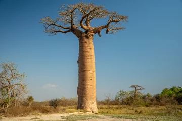 Rucksack Avenue of Baobab in Madagascar © Chris