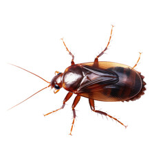 Cockroach on transparent background - obrazy, fototapety, plakaty