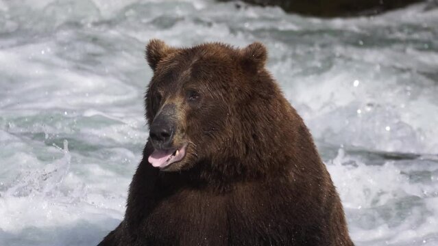 Bear Licking