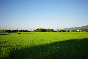green field and blue sky