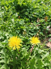 Beautiful flowers,blooming flowers in Japan.