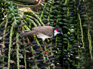 Red Whiskered Bulbul bird perching on hanging drupes of palm tree in Mauritius 