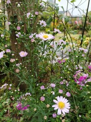 Beautiful flowers,blooming flowers in Japan.