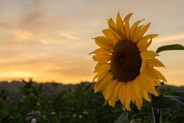 Sonnenblume im abendroth