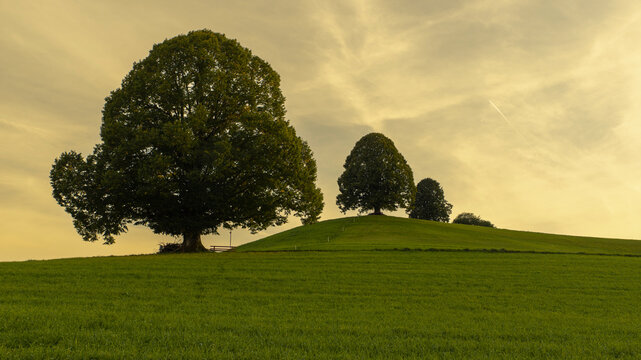 Drumlin mit linde im Abendlicht