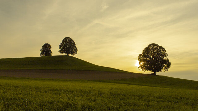 Drumlin mit linde im Abendlicht