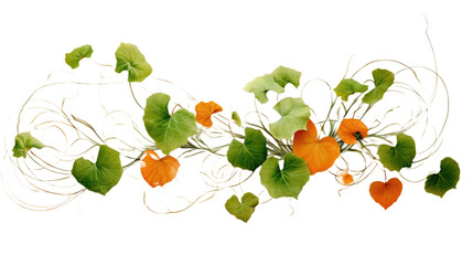  Pumpkin leaves vine plant stem and tendrils on transparent background - obrazy, fototapety, plakaty