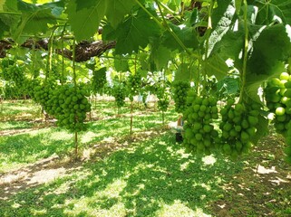Bunch of Sweet grape on a branch over green natural garden, Shine Muscat Grape in nagano japan.